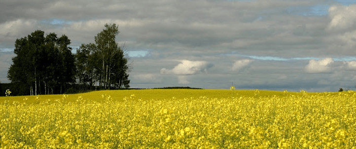 Brule Creek’s Can-Do Canola: Farm Now Offers Locally Sourced Cooking Oil
