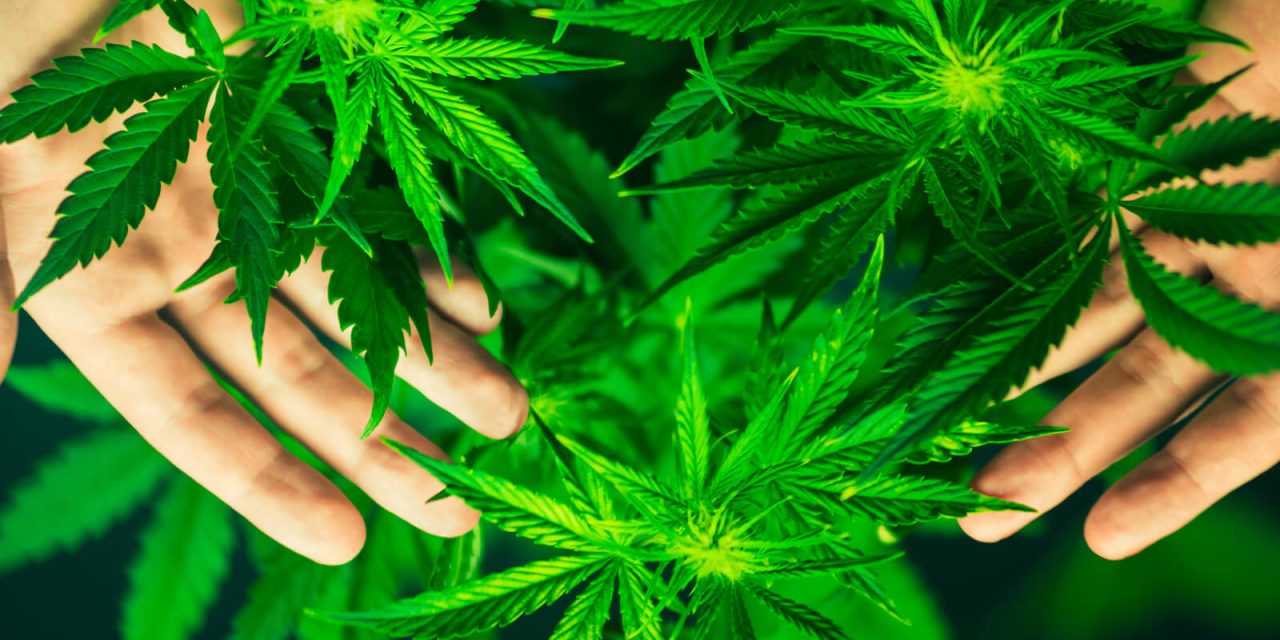 Ill Effects: The Physiological Downside of Cannabis
