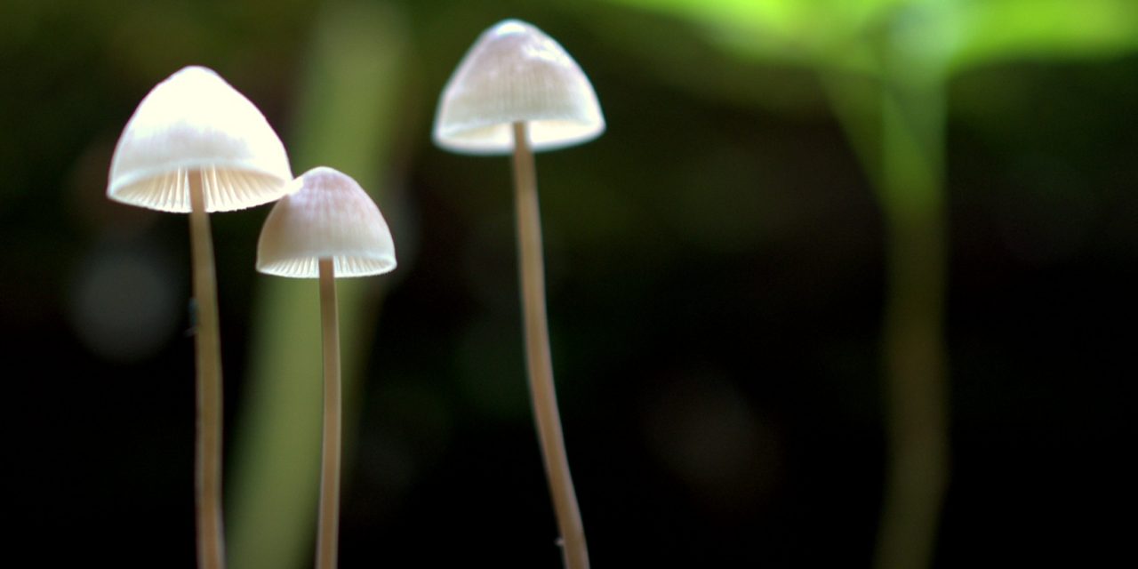 Flora Thunder Bay Q&A With Wild Fungi and Lichen Photographer Janna Zachary
