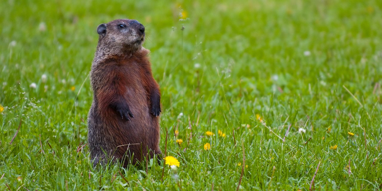 Lakehead University Study Finds Groundhog Predictions Should Not Be Trusted